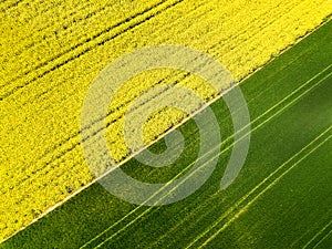 Aerial image of agricultural field with different crop growth after polyculture methode
