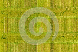 Aerial image of agricultural test plots with different sorts of plants