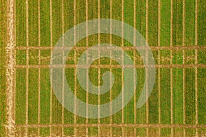 Aerial image of agricultural test plots with different sorts of plants