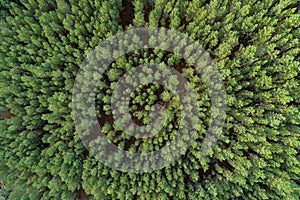 Aerial image from drone, top view of a dense pine trees forest