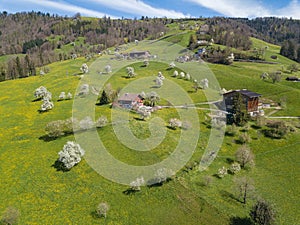 Aerial image of farming land with blooming orchard trees