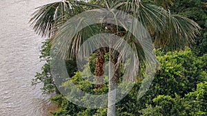 fruits of the buriti palm tree photo