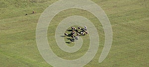 Aerial image of a herd of cows in a pasture near Ludina, Croatia