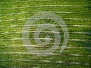 Aerial image of a lush green field