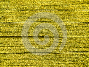 Aerial image of a lush green filed
