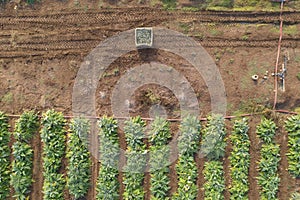 Aerial image of rows of ripe Artichokes in a field.