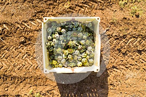 Aerial image of rows of ripe Artichokes in a field.