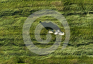 Aerial image of sheep in a field