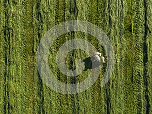 Aerial image of sheep in a field