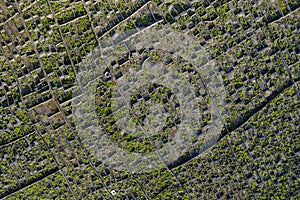 Aerial image showing typical vineyard culture viticulture landscape of Pico Island at CriaÃÂ§ÃÂ£o Velha and CandelÃÂ¡ria, Madalena photo