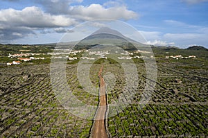 Aerial image showing typical vineyard culture viticulture landscape of Pico Island at CriaÃÂ§ÃÂ£o Velha and CandelÃÂ¡ria, Madalena photo