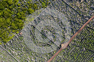 Aerial image showing typical vineyard culture viticulture landscape of Pico Island at CriaÃÂ§ÃÂ£o Velha and CandelÃÂ¡ria, Madalena photo