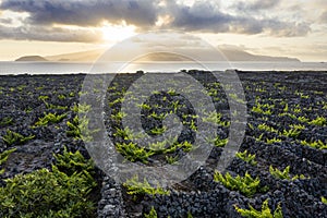 Aerial image showing typical vineyard culture viticulture landscape of Pico Island at CriaÃÂ§ÃÂ£o Velha and CandelÃÂ¡ria, Madalena photo