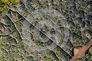 Aerial image showing typical vineyard culture viticulture landscape of Pico Island at CriaÃ§Ã£o Velha and CandelÃ¡ria, Madalena