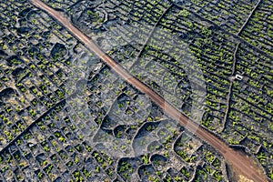 Aerial image showing typical vineyard culture viticulture landscape of Pico Island at CriaÃ§Ã£o Velha and CandelÃ¡ria, Madalena