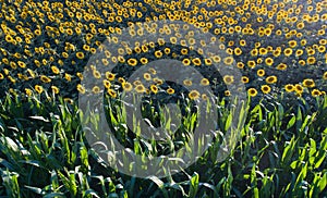Sunflower and corn field