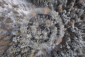 Aerial image of a winter landscape, winter forest trees covered with frost and snow