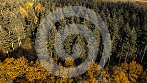 Aerial 4k drone view of autumnal tree top canopy in the United Kingdom