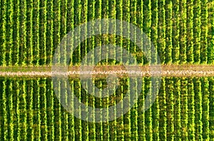 Aerial landscape. Air view of the vineyard. Agricultural landscape from the drone. Rows in the field.