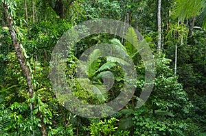 Aerial landscape view of Daintree National Park Queensland Australia