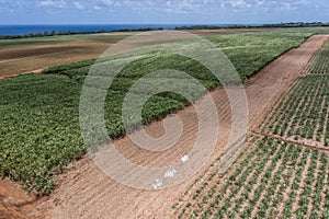 aerial landscape view of sugar cane plantation and fields located countryside