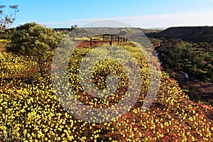 Aerial landscape view of yellow wildflowers blossom against Irwin river Victoria Plateau Western Australia