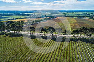 Landscape of vineyard in autumn. photo