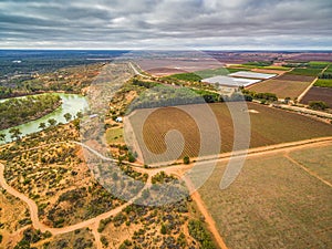 Aerial landscape of vineyard near Murray River.