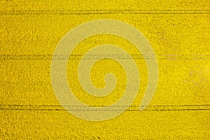 Aerial landscape of the yellow rapeseed field, Poland