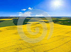 Aerial landscape of the yellow rapeseed field under blue sky, Poland