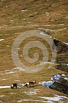 Aerial landscaped, horses in meadow