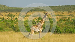 AERIAL: Large adult giraffe with long neck standing still in scenic wilderness.