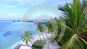 AERIAL: Large palm tree canopy obstructs the view of luxury overwater villas.