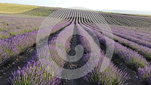 Aerial Lavender fields. Endless rows of blooming lavender fields on summer sunset time. Lavender Oil Production. Field