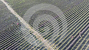 Aerial Lavender fields. Endless rows of blooming lavender fields on summer sunset time. Lavender Oil Production. Field