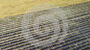 Aerial Lavender fields. Endless rows of blooming lavender fields on summer sunset time. Lavender Oil Production. Field