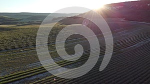 Aerial Lavender fields. Endless rows of blooming lavender fields on summer sunset time. Lavender Oil Production. Field