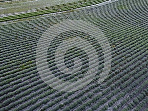 Aerial Lavender fields. Endless rows of blooming lavender fields on summer sunset time. Lavender Oil Production. Field