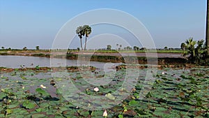 Aerial low move across water lilies in Asia with palm trees