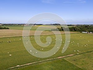 Aerial of meadowland with sheep and cultivated land on the dutch island of Texel