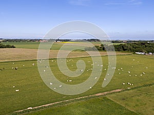 Aerial of meadowland with sheep and cultivated land on the dutch island of Texel photo