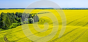 Aerial, in the middle of a field of flowering rapeseed is a small forest and a dirt road leading to it, yellow rapeseed flowers