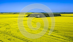 Aerial, in the middle of a field of flowering rapeseed is a small forest and a dirt road leading to it, yellow rapeseed flowers