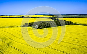 Aerial, in the middle of a field of flowering rapeseed is a small forest and a dirt road leading to it, yellow rapeseed flowers