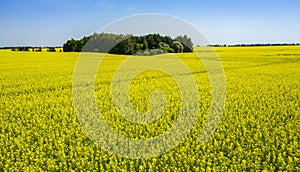 Aerial, in the middle of a field of flowering rapeseed is a small forest and a dirt road leading to it, yellow rapeseed flowers