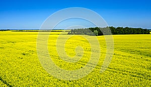 Aerial, in the middle of a field of flowering rapeseed is a small forest and a dirt road leading to it, yellow rapeseed flowers