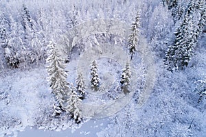 An aerial of a mixed boreal forest after a first snowfall