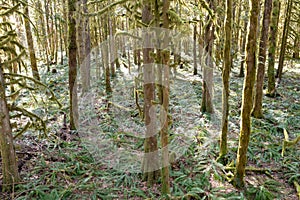 Aerial of Moss-Covered Trees in Oregon Old-Growth Forest