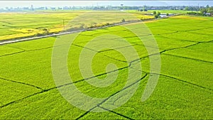 Aerial motion down road among rice fields against hills