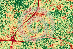 Aerial NDVI image of forest with small roads